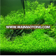 Freshwater Living Aquarium Plant Seeds