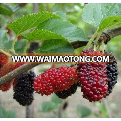 Wholesale Juicy Giant Red Raspberry Fruit Plant Seeds In Garden