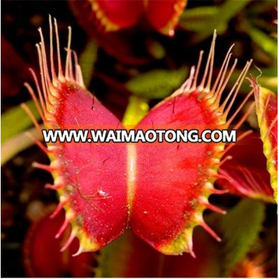 Dionaea Muscipula Giant Clip Venus Flytrap Garden Plant Seeds 100 pcs